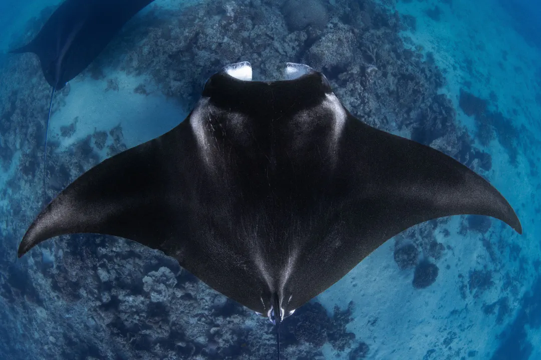 Diving in Brazil: Shipwrecks, Rays and Best Sites