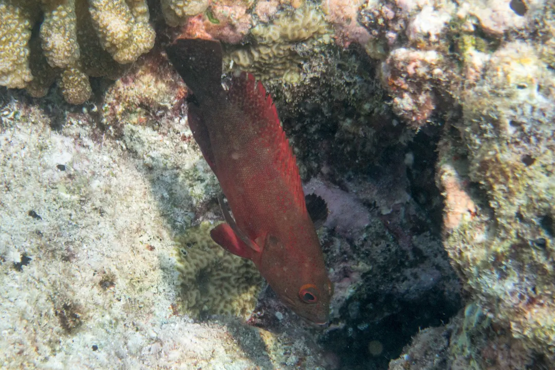 Darkfin Hind (juvenile) (Cephalopholis nigripinnis)