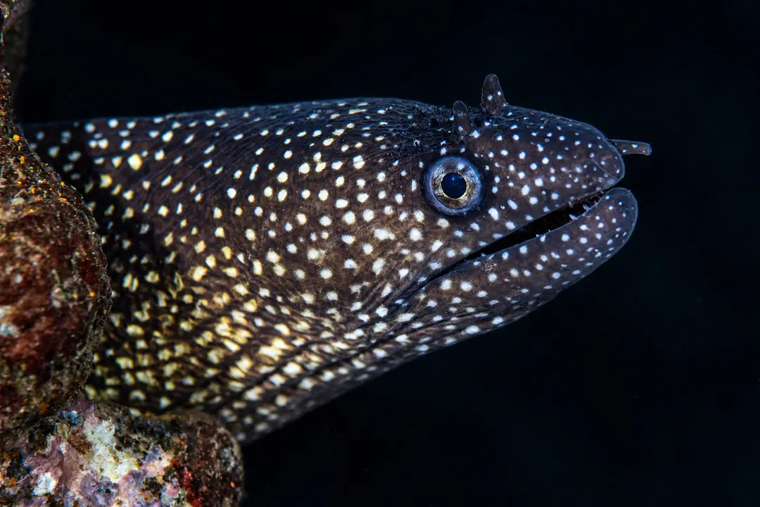 Reticulated Moray (Muraena retifera)