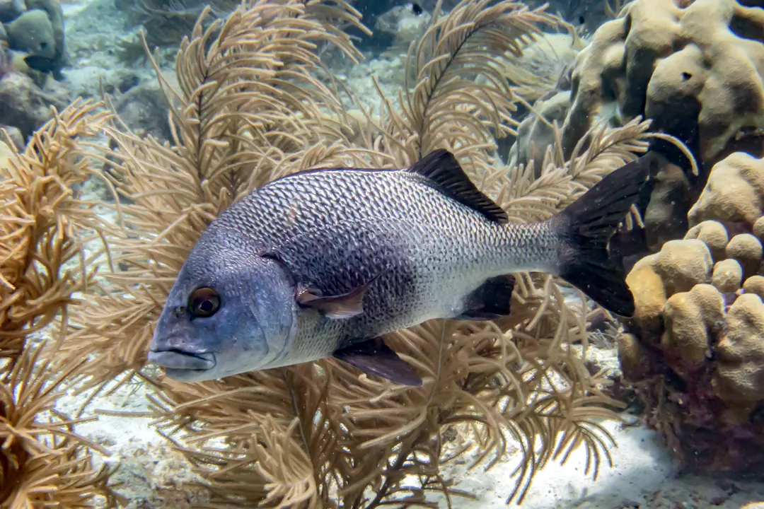 Black Margate (Anisotremus surinamensis)