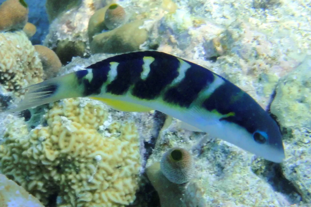 Jansen's Wrasse (male) (Thalassoma jansenii)