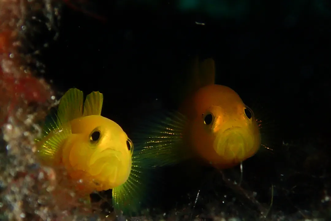 Yellow Pygmy Goby (Lubricogobius exiguus)