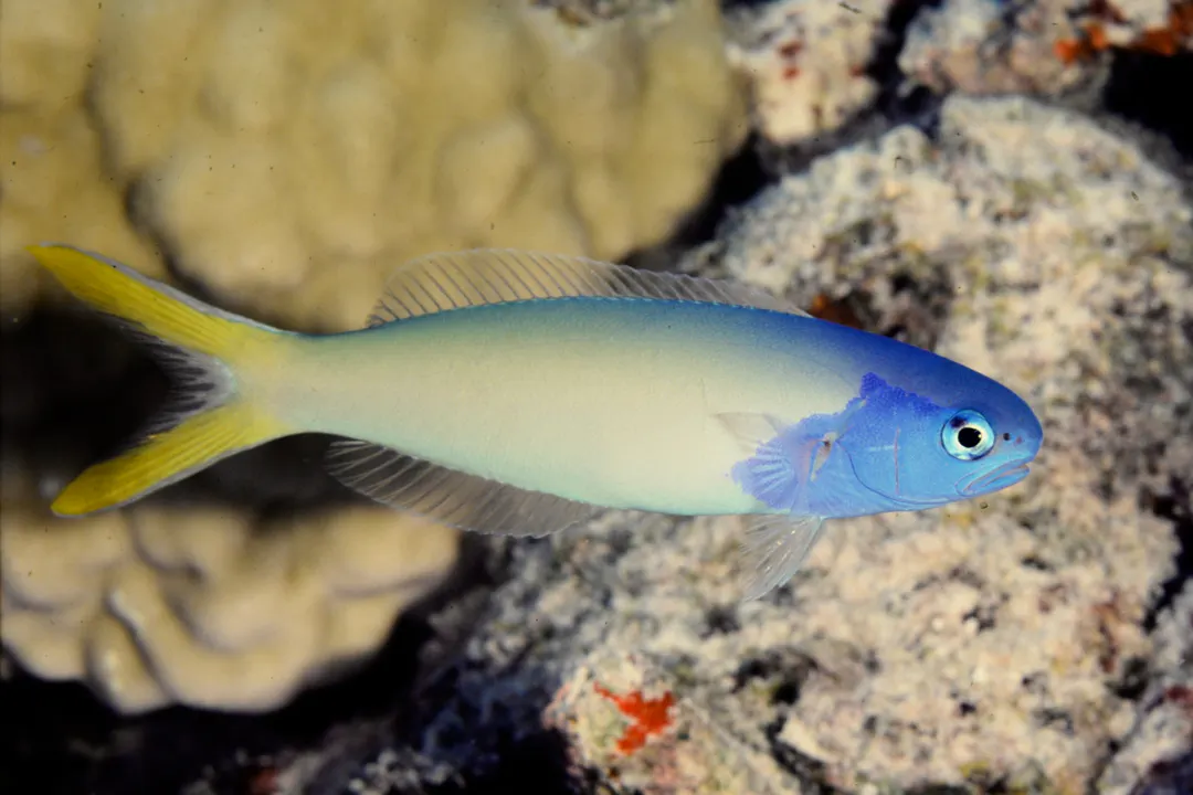 Bluehead Tilefish