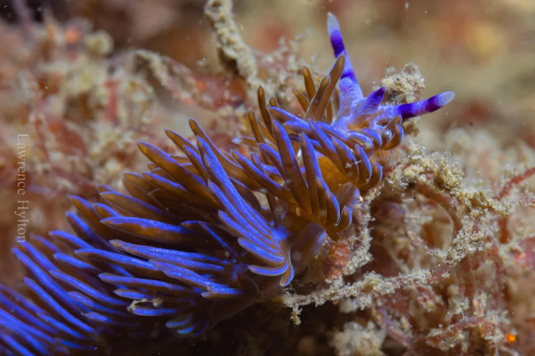 Australian Blue Dragon