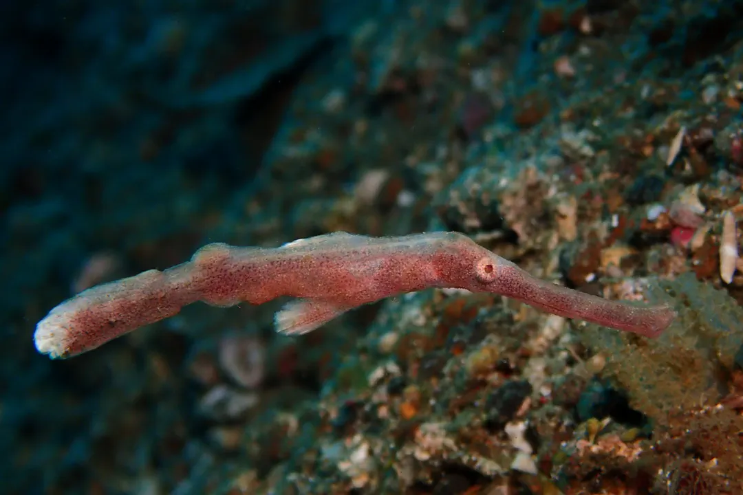 Halimeda Ghost Pipefish (reddish brown) (Solenostomus halimeda)