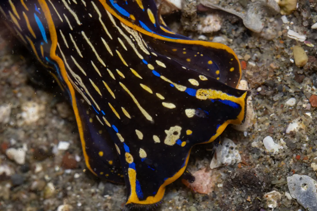 California Aglaja