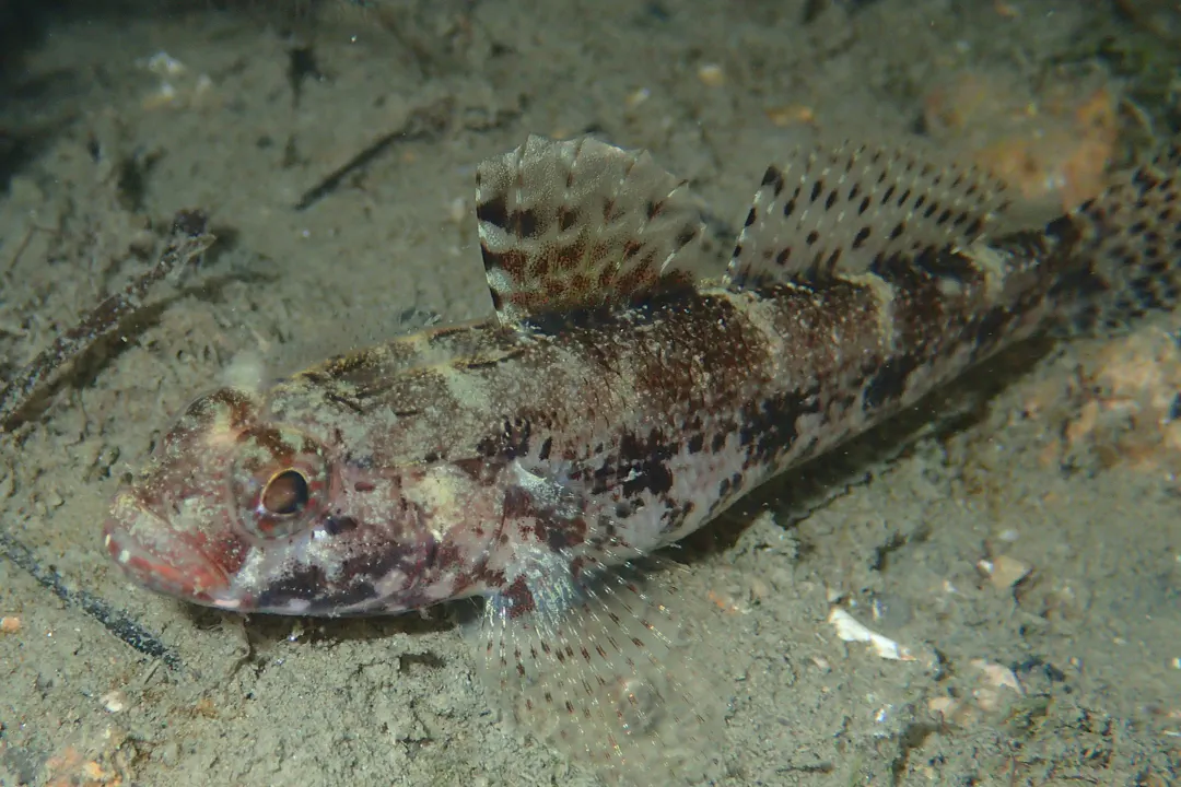 Red-mouthed Goby (Gobius cruentatus)