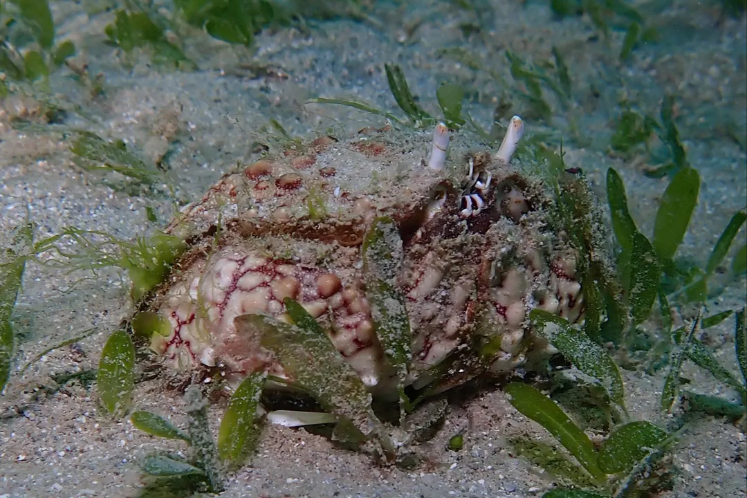 Common Box Crab