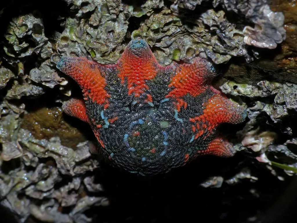 Seabook: Carpet Sea Star