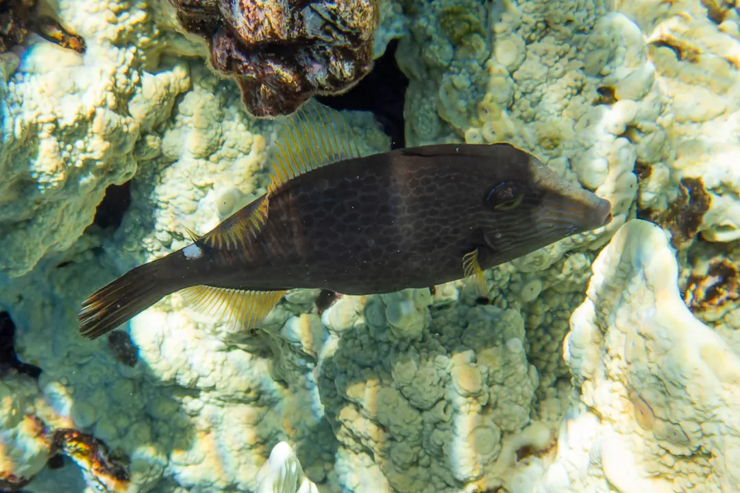 Wirenet Filefish (Cantherhines pardalis)