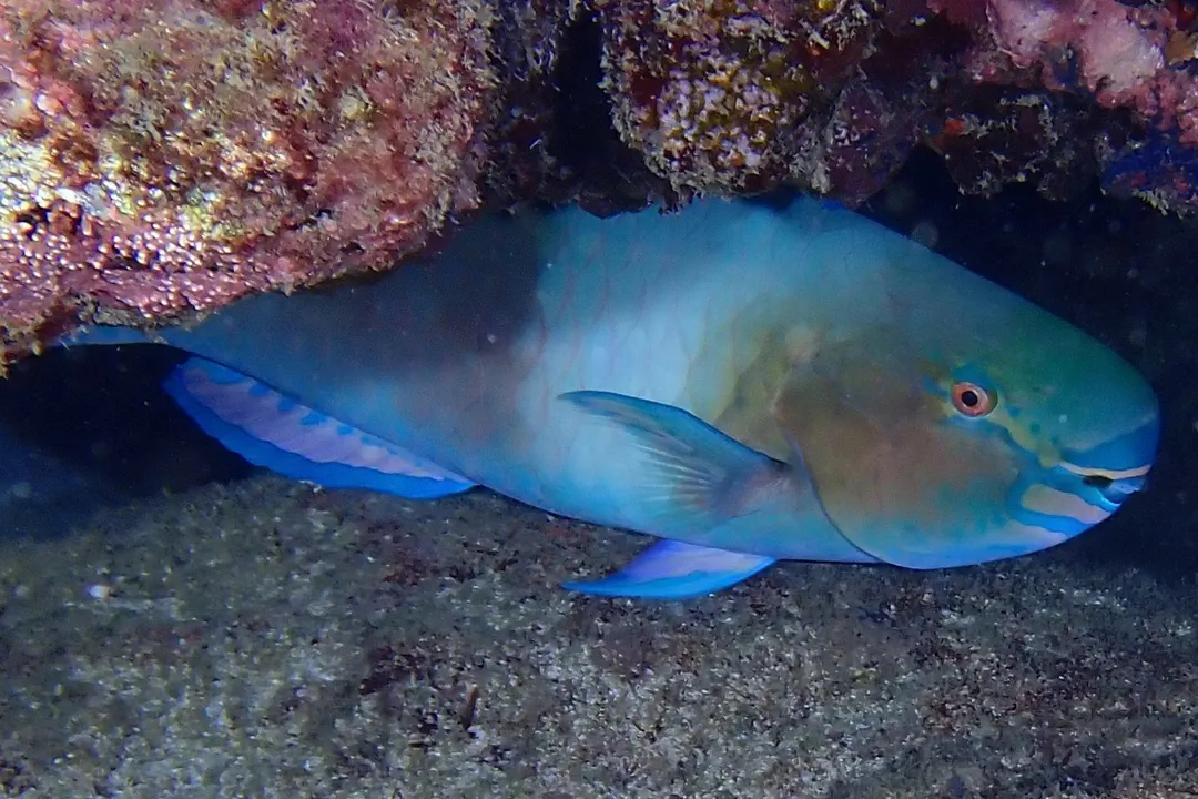 Ember Parrotfish (male) (Scarus rubroviolaceus)