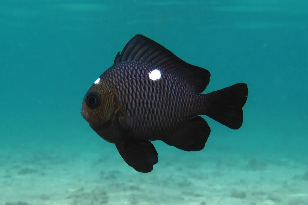 Three-spot Dascyllus (juvenile) (Dascyllus trimaculatus)