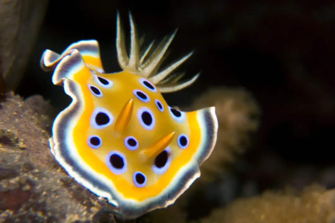 Gem Sea Slug (Goniobranchus geminus)