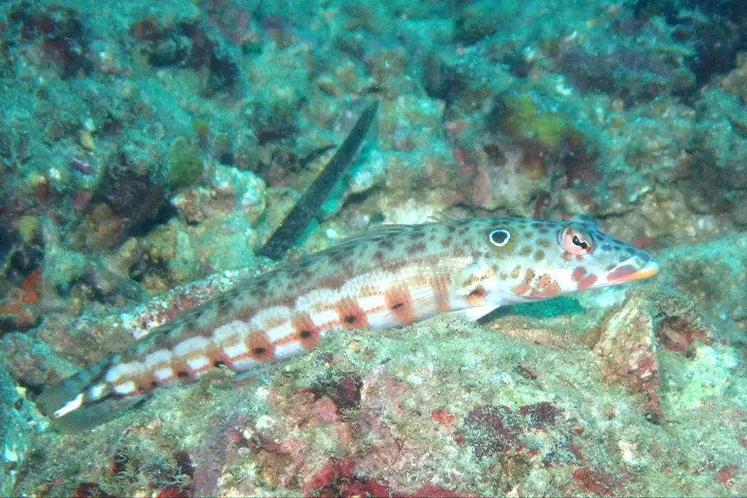 Latticed Sandperch