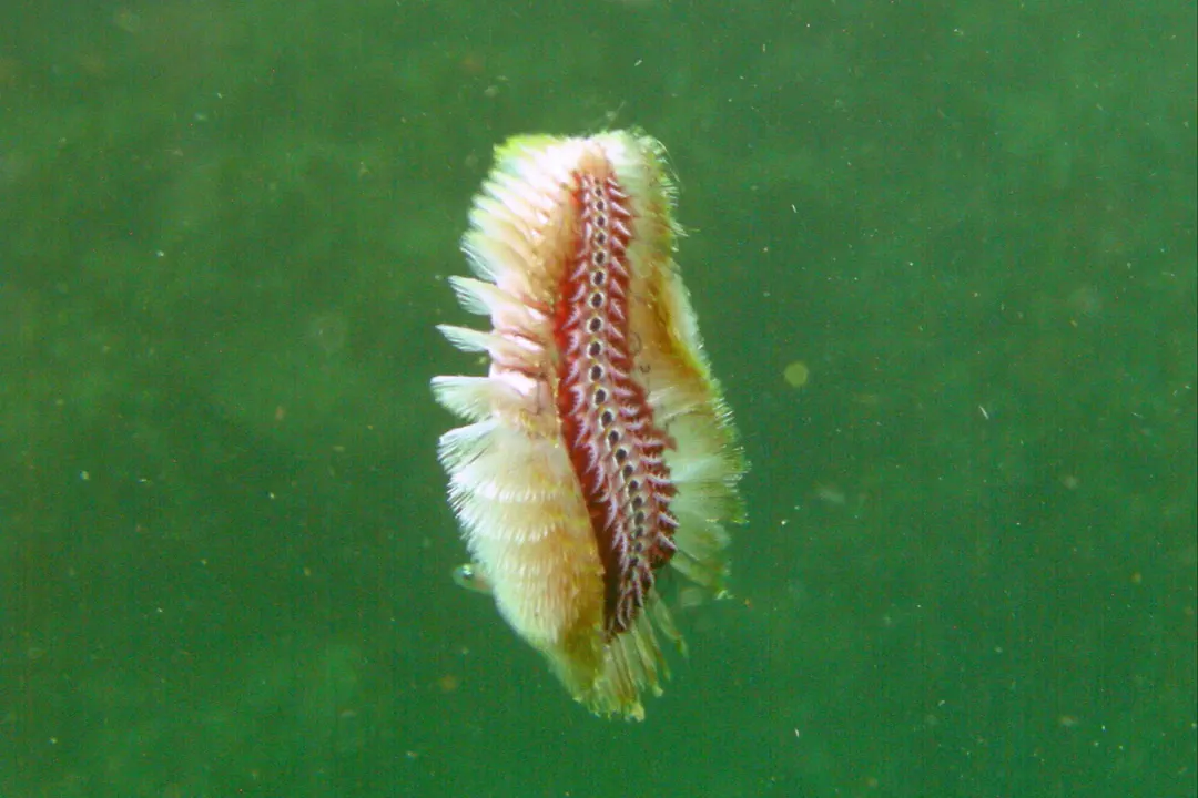 Golden Bristle Worm (Chloeia flava)