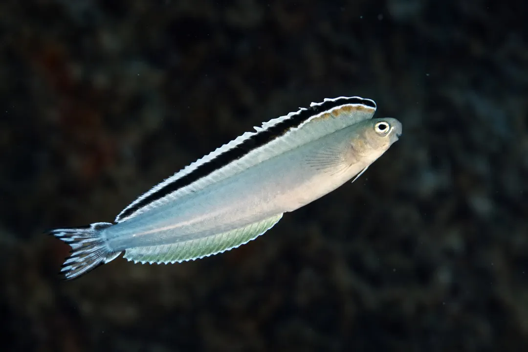 Imposter Fangblenny (Plagiotremus phenax)