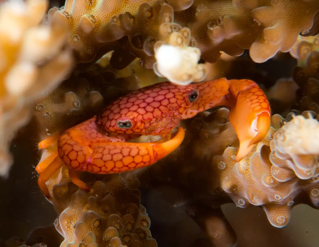 Seabook: Honeycomb Coral Crab