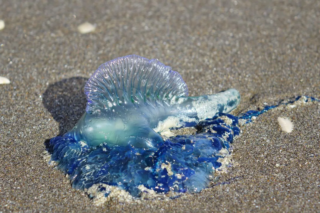 Southern Man-O-War