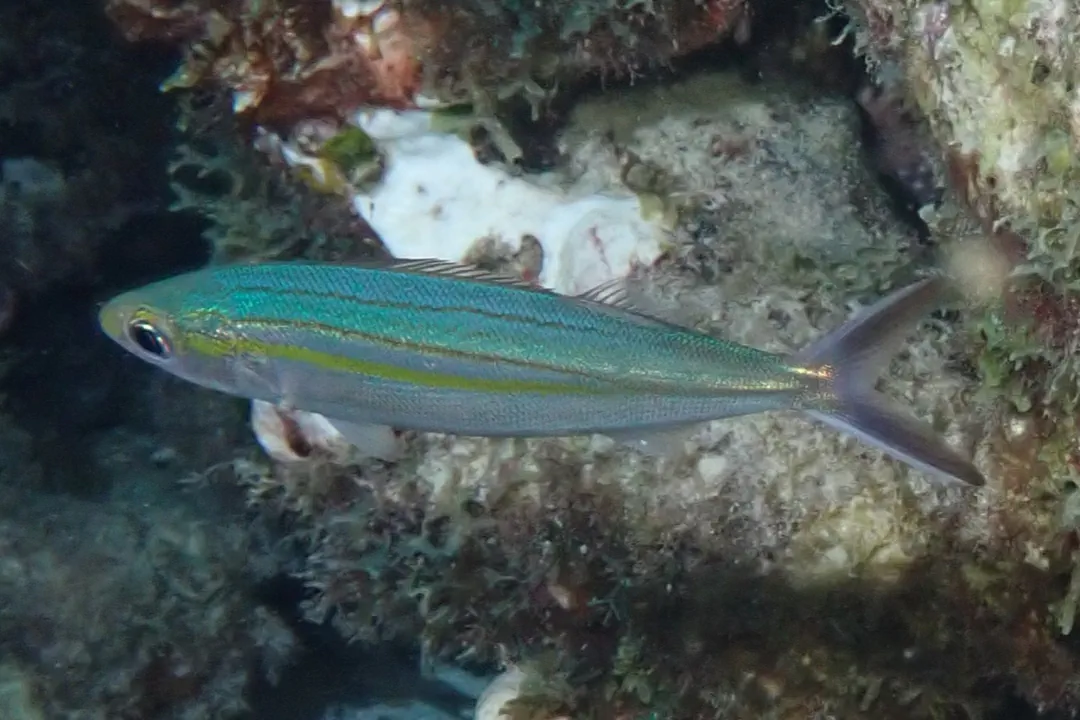 Boga