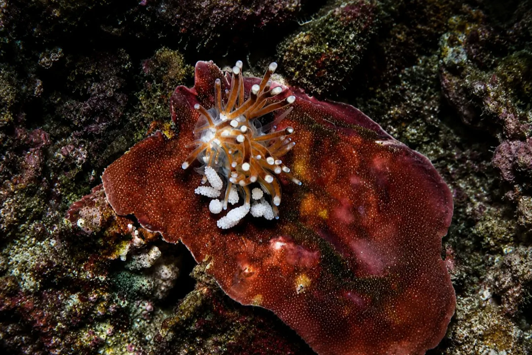 Tergiposacca longicerata (Tergiposacca longicerata)
