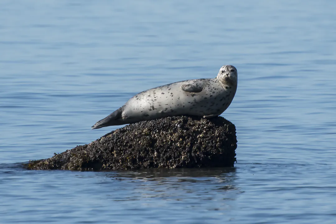 Harbor Seal