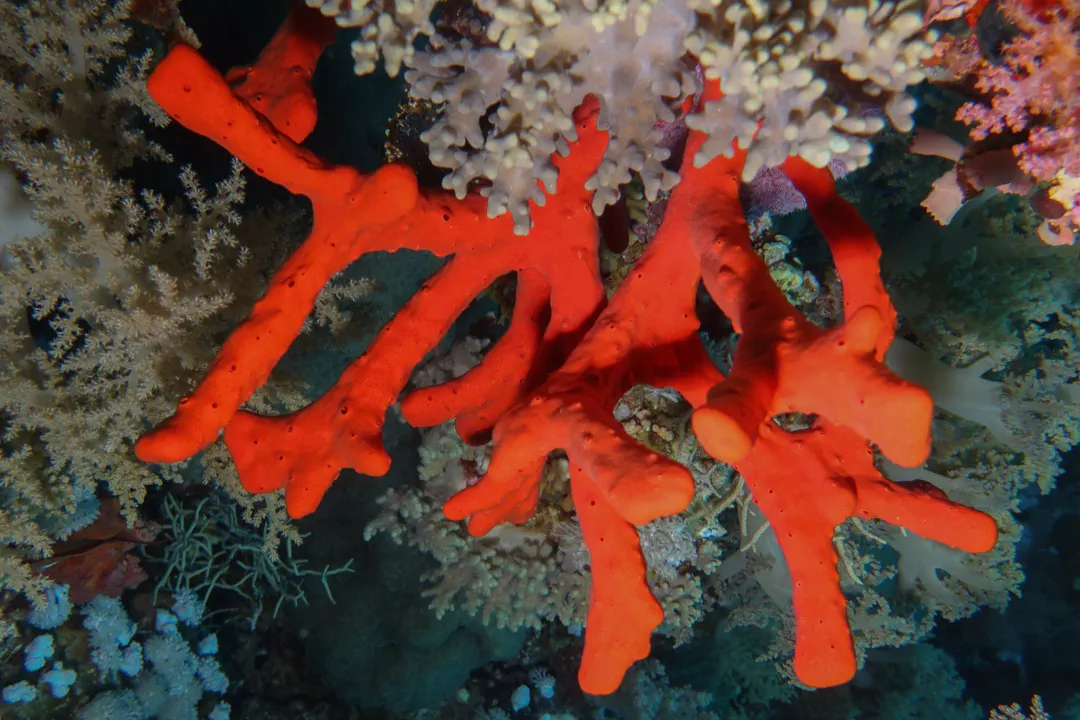 Toxic Finger Sponge