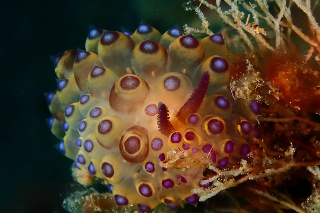 Janolus flavoanulatus (Janolus flavoanulatus)
