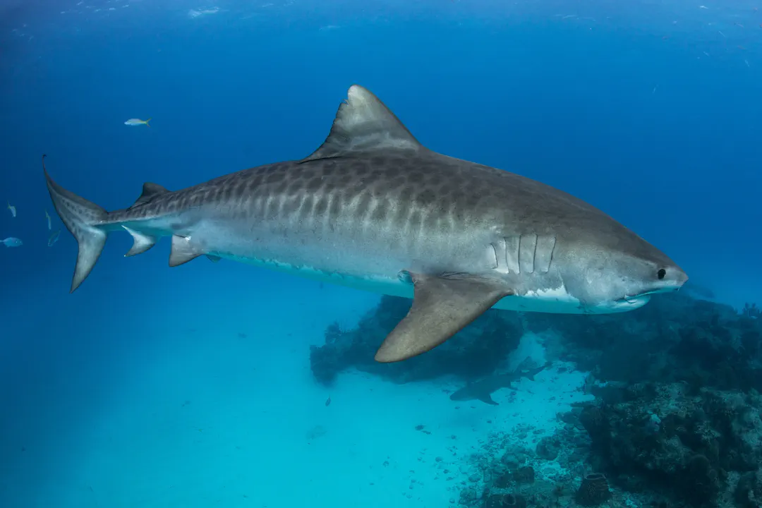 Tiger Shark