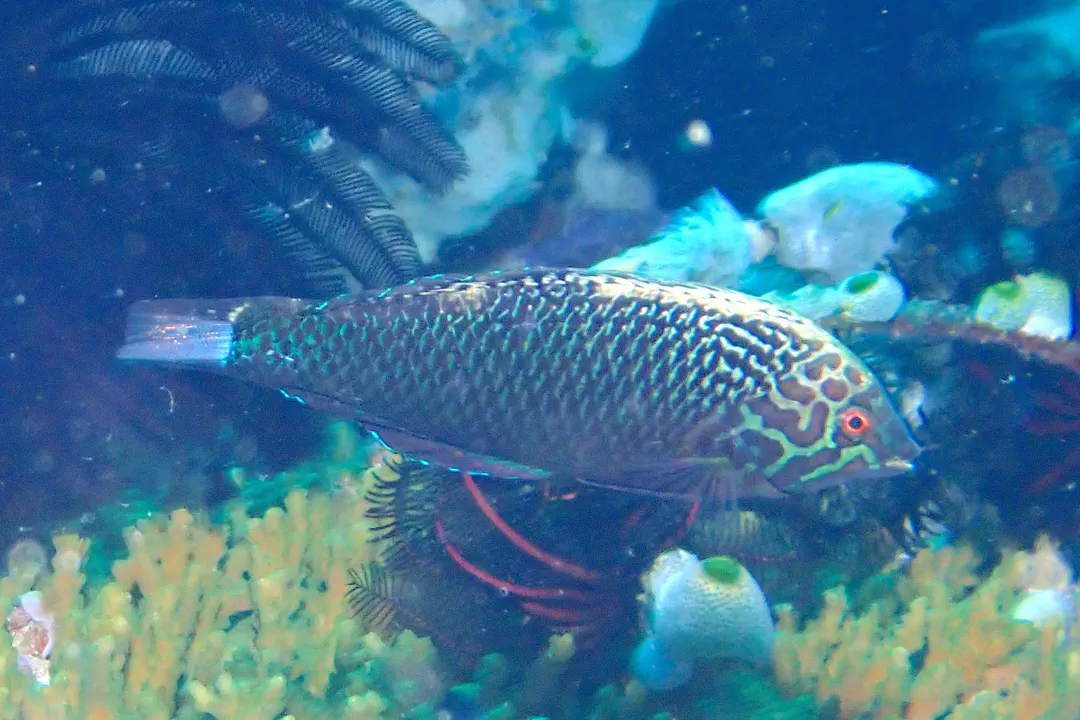 Black Leopard Wrasse
