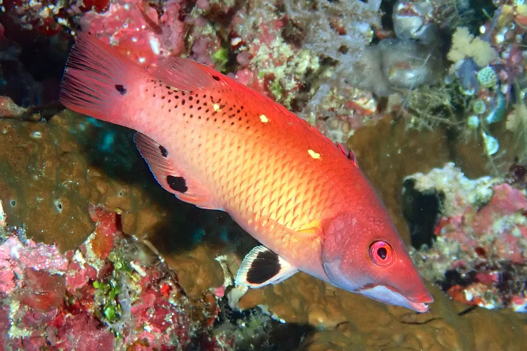 Redfin Hogfish (Bodianus dictynna)