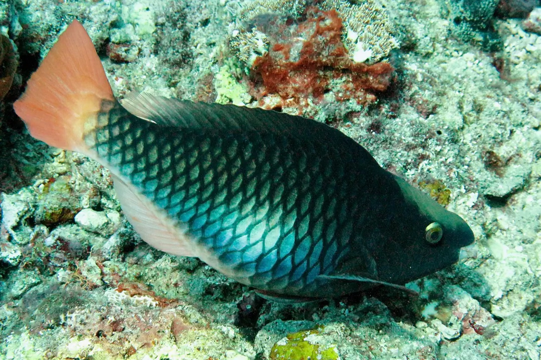 Tricolour Parrotfish (female) (Scarus tricolor)