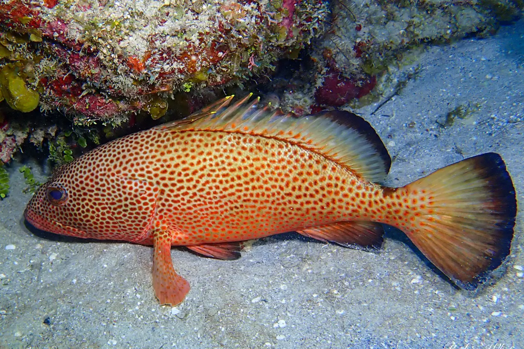 Red Hind