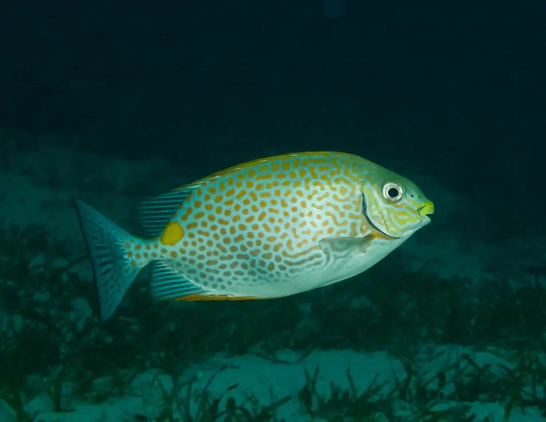 Seabook: Gold-saddle Rabbitfish