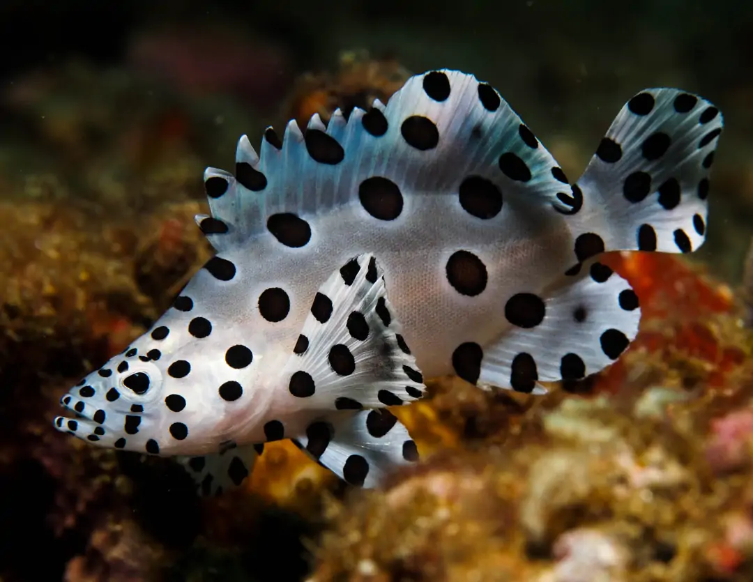 Seabook: Humpback Grouper (juvenile)