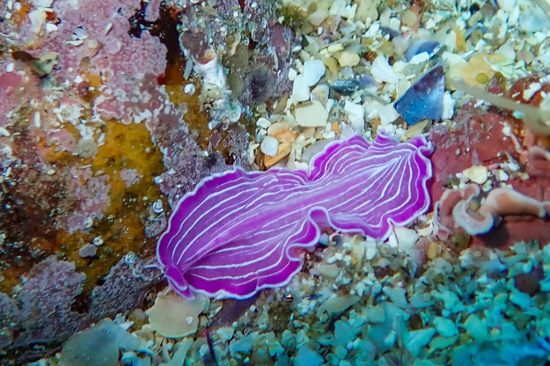 Pink Flatworm (Prostheceraeus roseus)