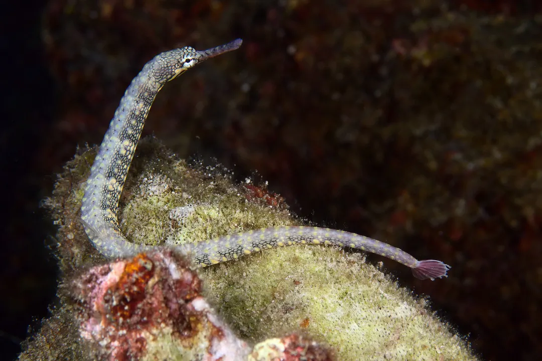 Many-spotted Pipefish (Corythoichthys polynotatus)