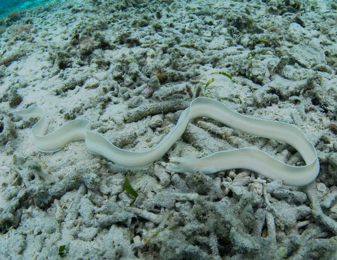 Seabook: White Ribbon Eel