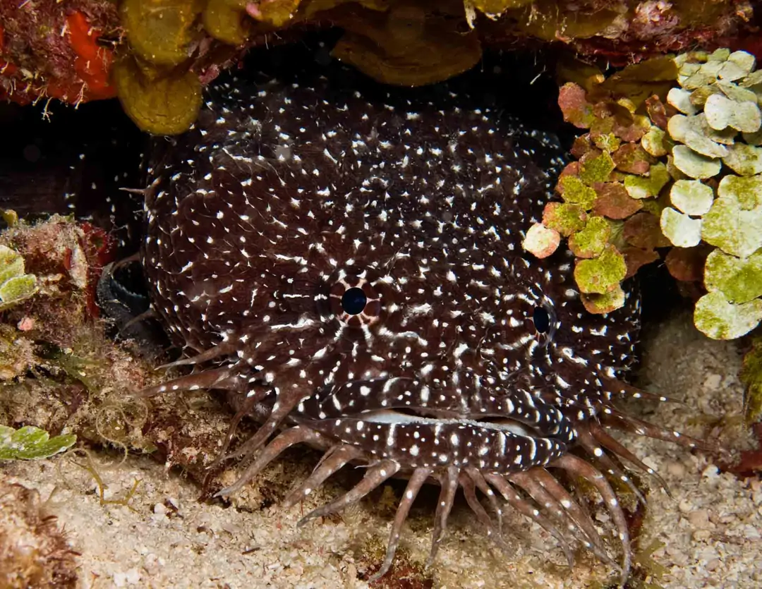 Seabook: Whitespotted Toadfish