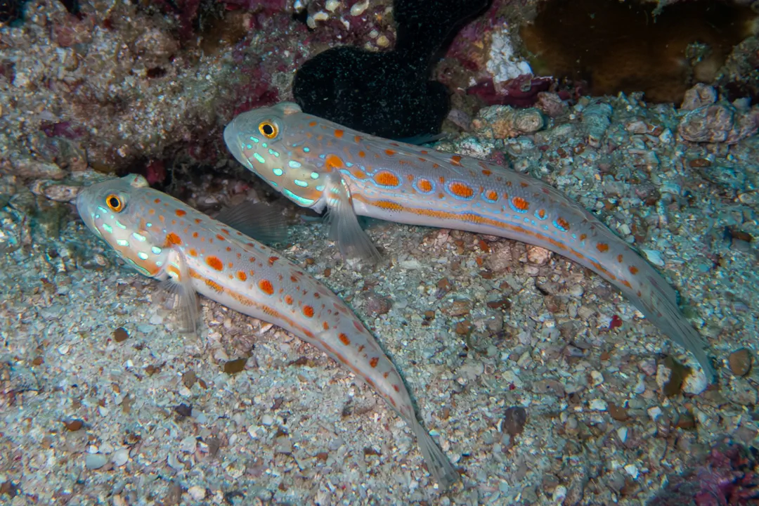 Orange-dashed Goby (Indian) (Valenciennea puellaris)