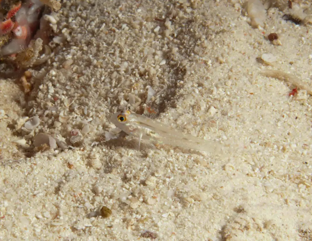 Seabook: Flasher Sandgoby