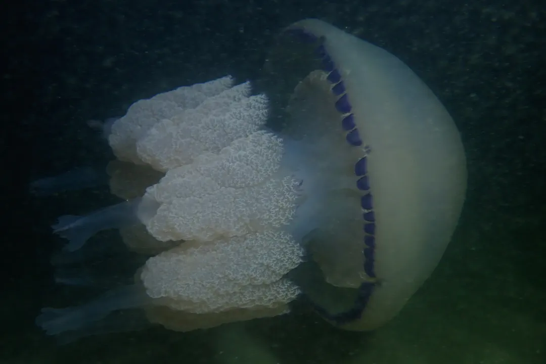 Barrel Jelly (Rhizostoma pulmo)