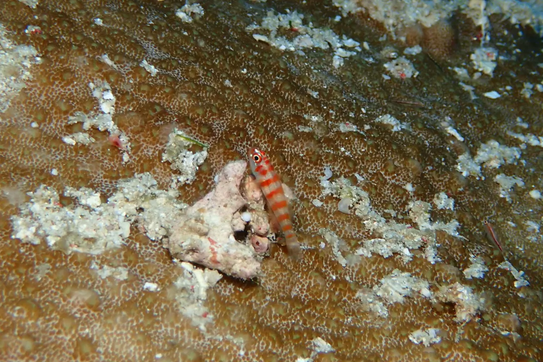 Candycane Dwarfgoby