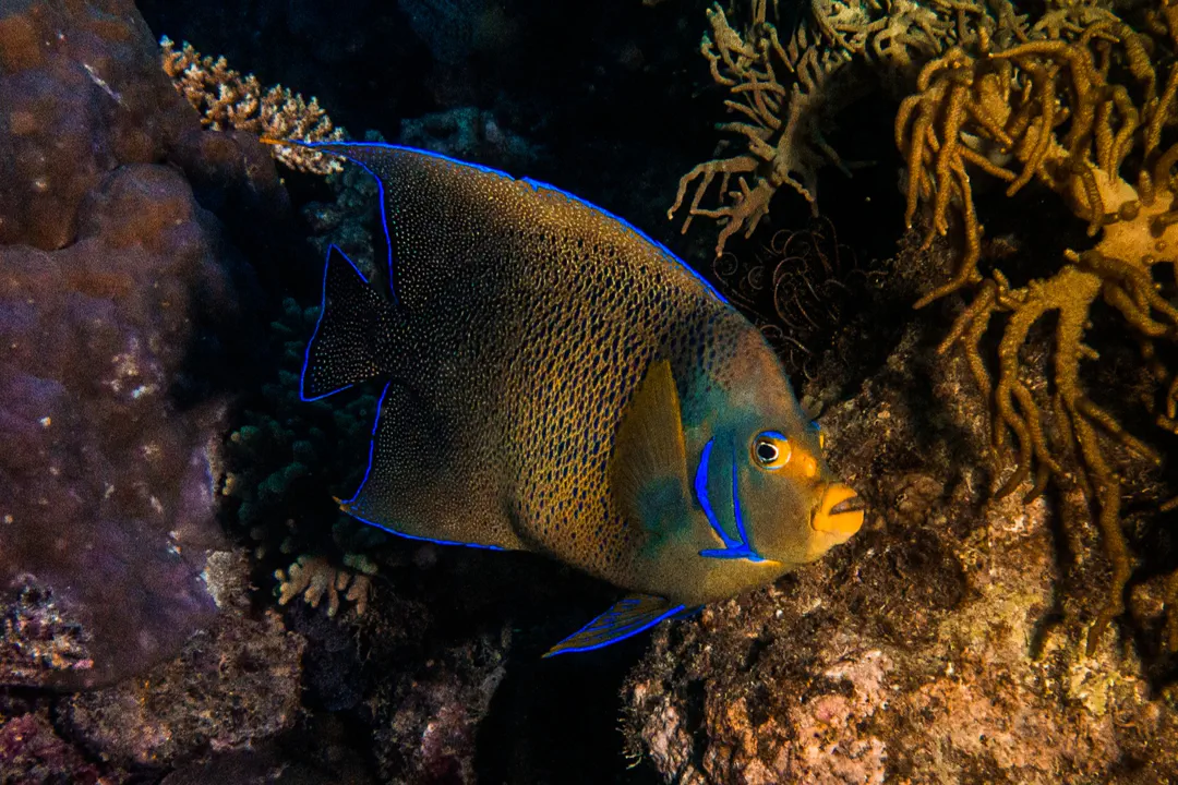 Koran Angelfish (Pomacanthus semicirculatus)