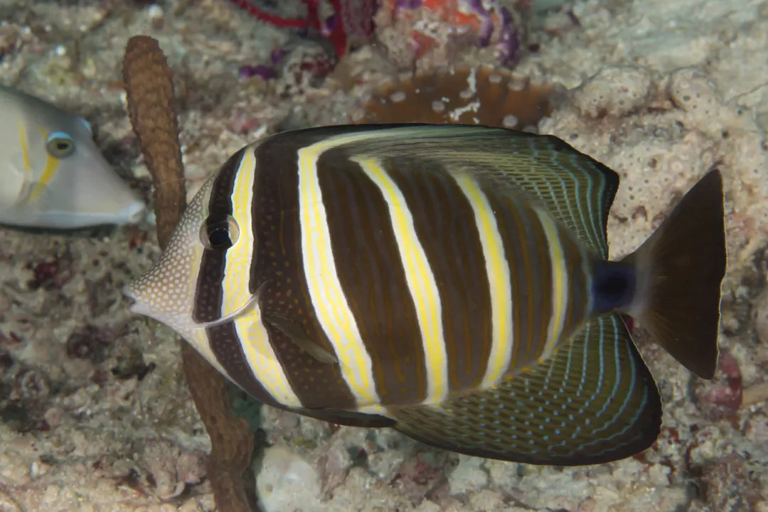 Pacific Sailfin Tang (Zebrasoma veliferum)