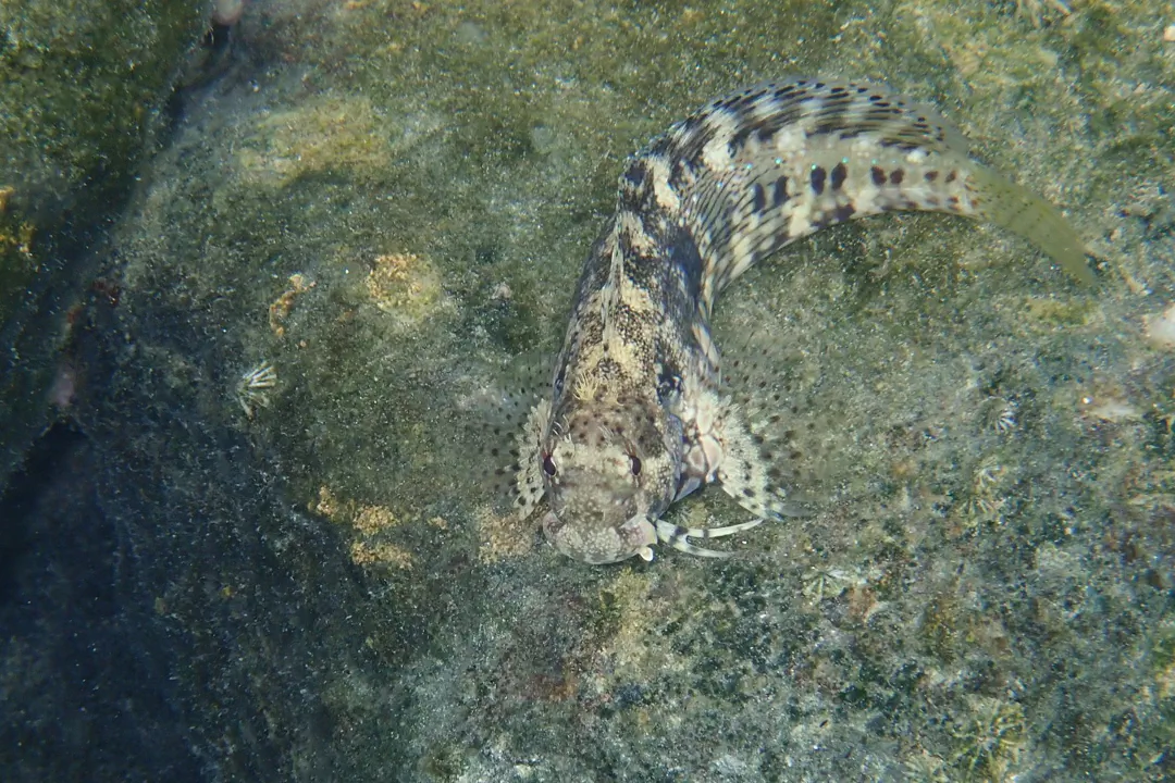 Banded Blenny