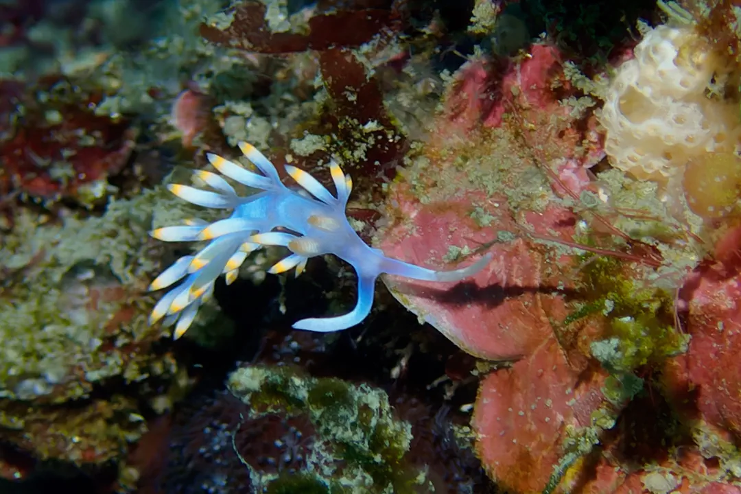 Bicolor nudibranch