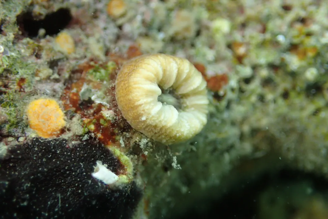 Pig-tooth coral (Balanophyllia europaea)