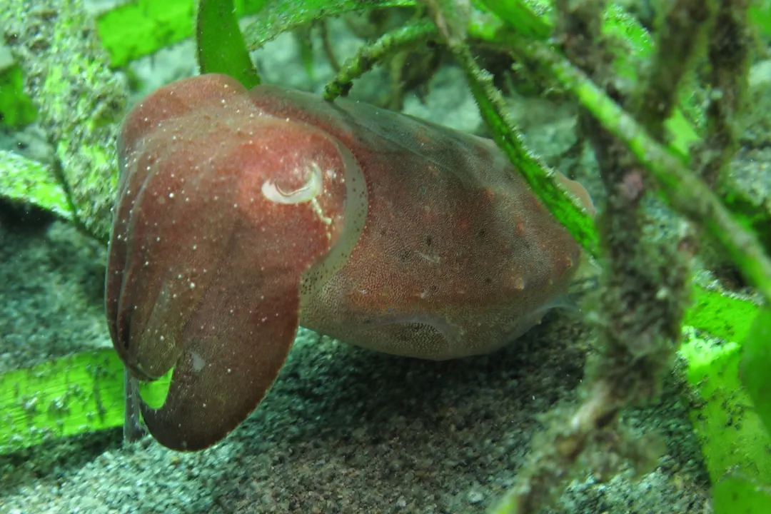 Broadclub Cuttlefish (female)