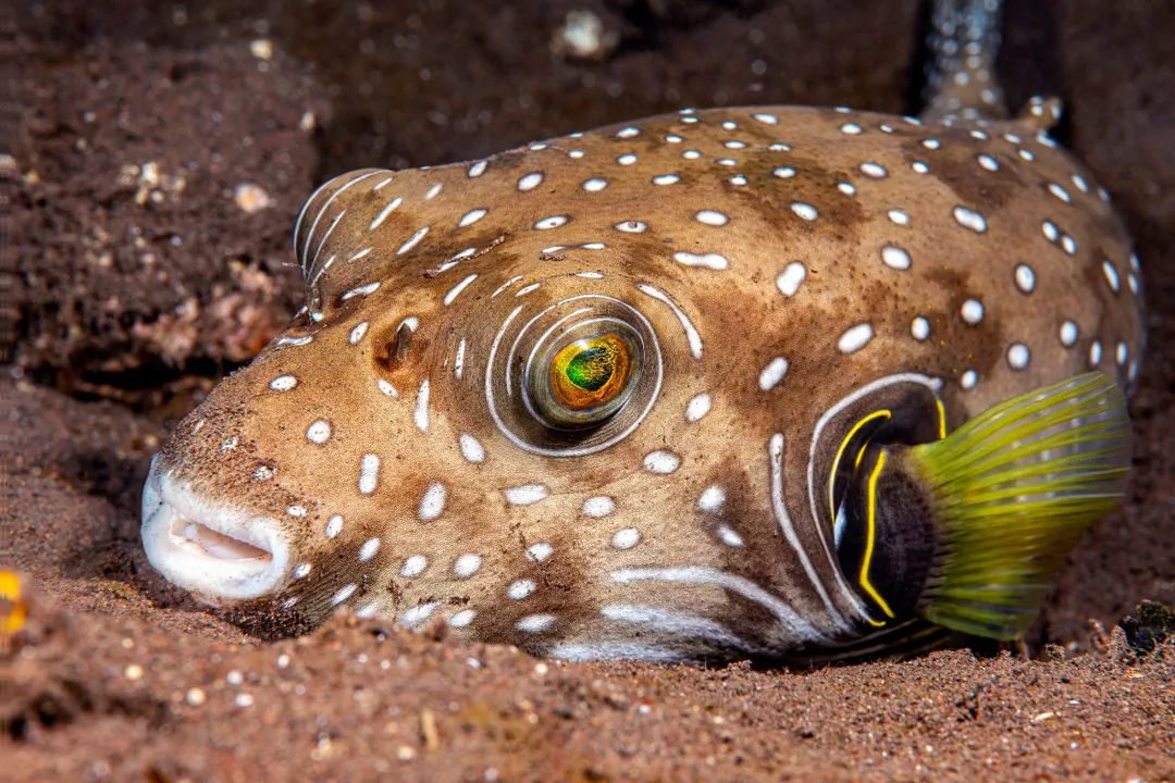 White-Spotted Puffer (brown) (Arothron hispidus)