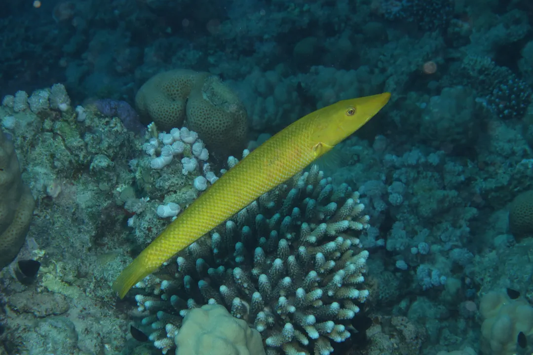 Cigar Wrasse (yellow) (Cheilio inermis)